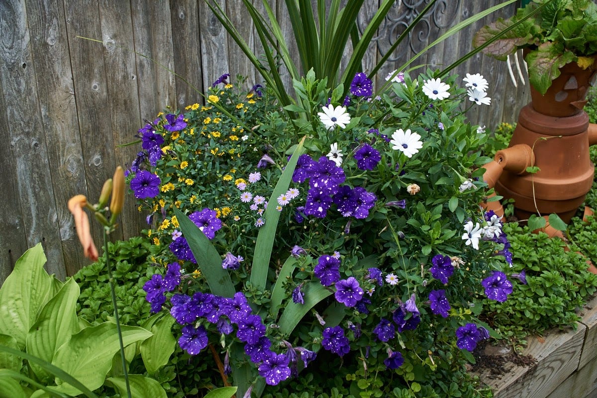 spring lake garden tour 2017 | ray's cafe spring lake garden tour 2017 | ray's cafe